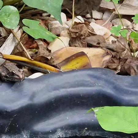 Σαλέ El Refugio Portales Arucas